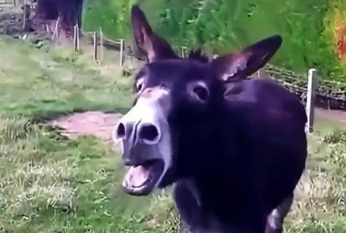 驴系青年娱乐吃瓜酱,揭秘娱乐圈幕后故事